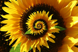 sunflower-2