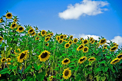 Beautiful Sunflower Field