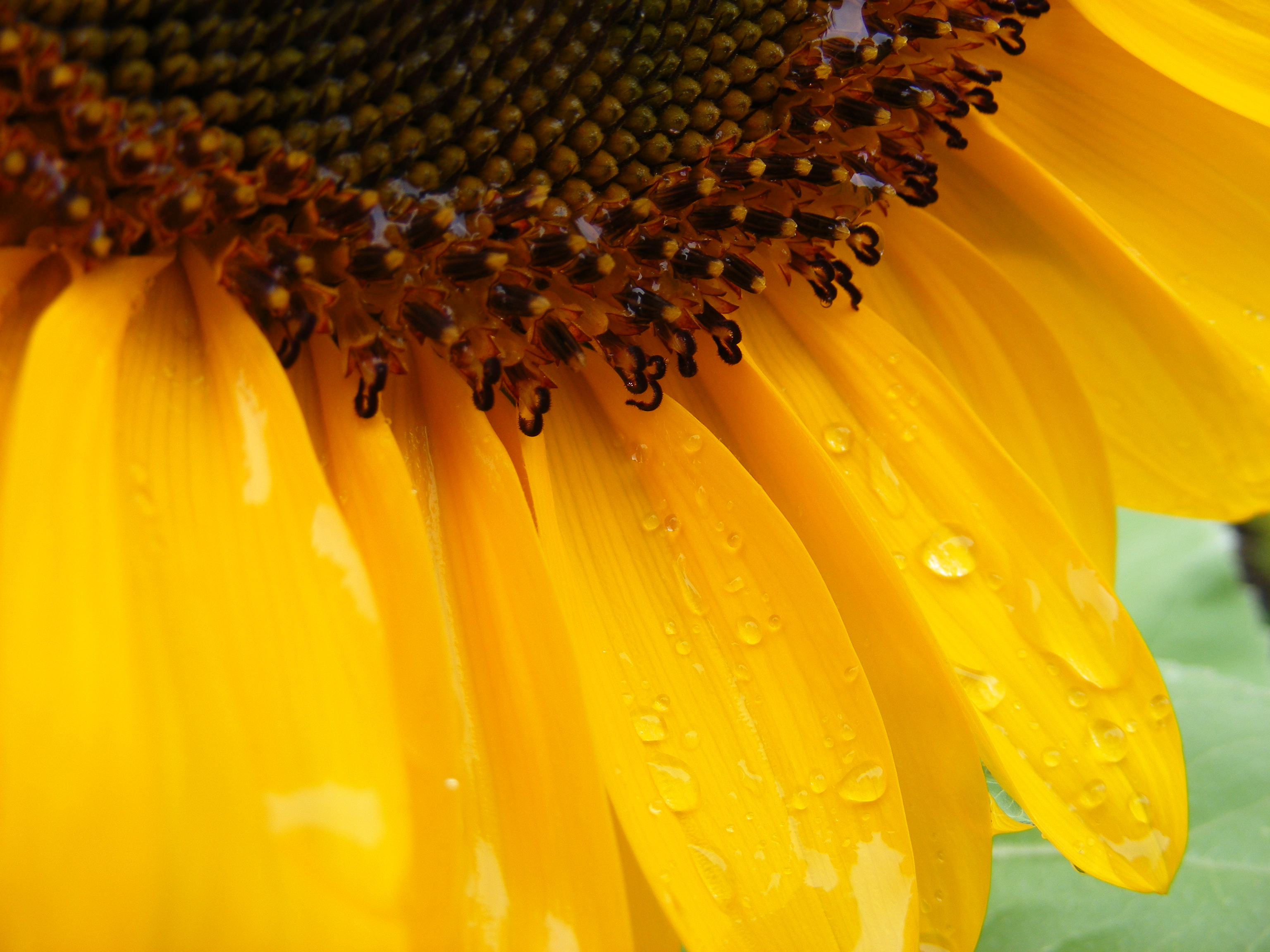 sunflower_after_rain